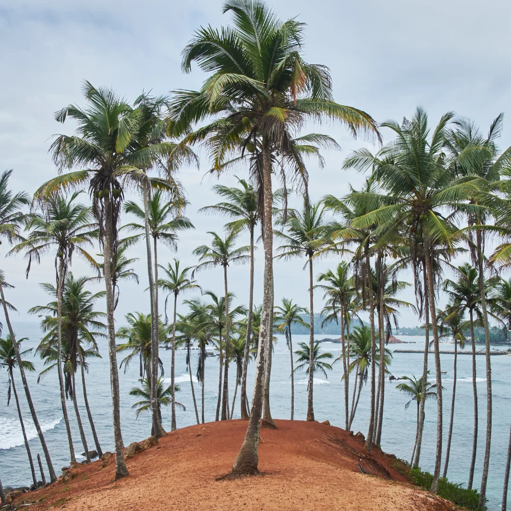 Pkg_Main_Ultimate_South_Coast
